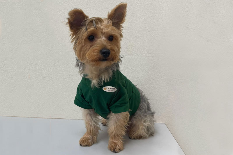 Anxiety support dog in Vallejo